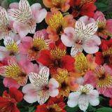 Alstroemeria (Peruvian lily) - Various colours