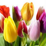 Tulips - various colours