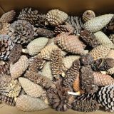 Pine Cones Dried Natural - per cone