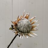 King Protea Dried Natural - per stem