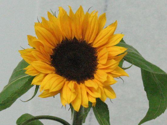 Sunflowers - Stems
