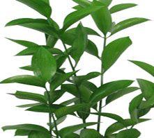 Ruscus