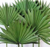 Fan Palm