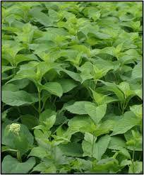 Hydrangea Foliage