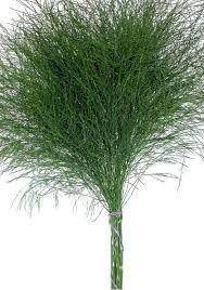 Tree Fern - Asparagus