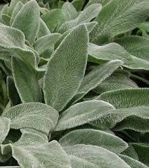 Lambs Ears