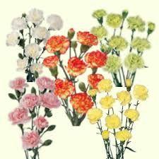 Carnations - spray