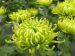 Chrysanthemum - Green