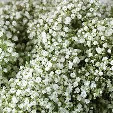 Gypsophila