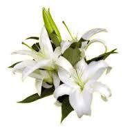 Lily Oriental - White