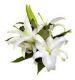 Lily Oriental - White