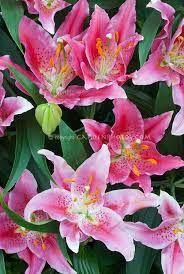 Lily Oriental - Pink