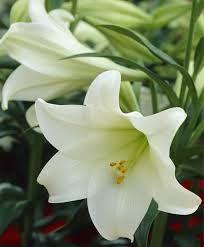 Christmas Lilies