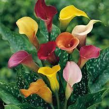 Calla lily