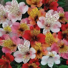 Alstroemeria ( Peruvian lily )