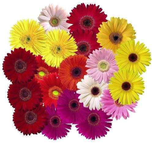 Gerberas assorted