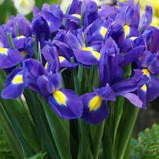 Iris blue