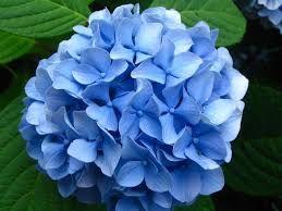 Hydrangea Blooms - various colours