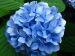 Hydrangea Blooms - various colours