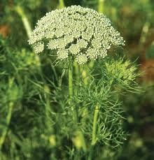 Queen Ann Lace