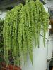 Hanging Amaranthus