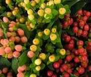 Hypericum