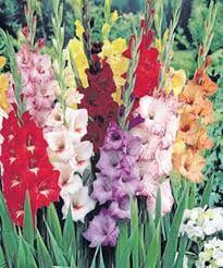 Gladioli