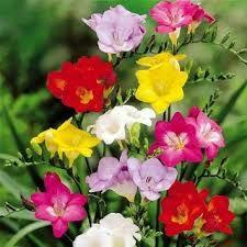 Freesias