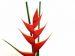 Heliconia