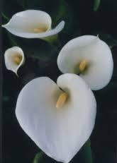 Calla lily