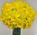 Daffodils - Yellow