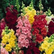 Snap Dragons