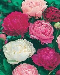 Paeony - asstd colours