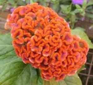 Celosia orange