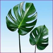 Monstera leaf