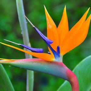 Bird of Paradise