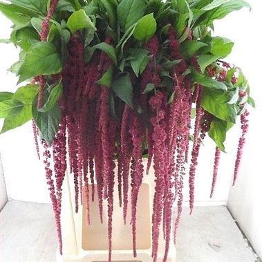 Hanging Amaranthus