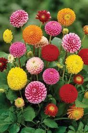 Dahlia Flowers