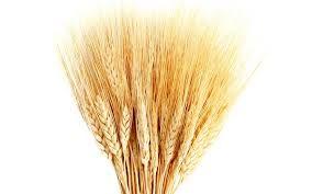 Wheat - Dried Tall (Calgary)