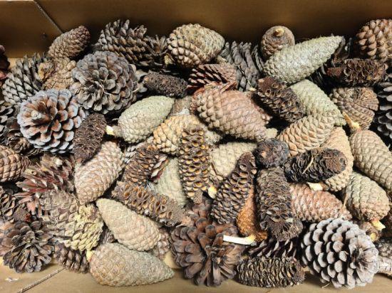 Pine Cones