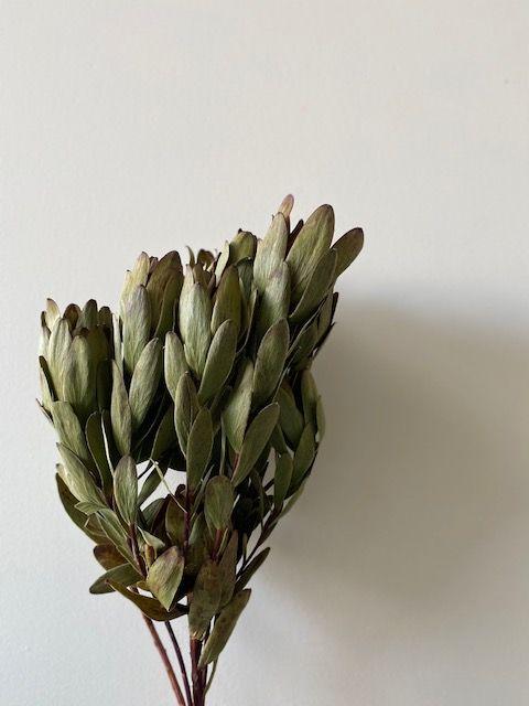Leucodendron Green (dried)
