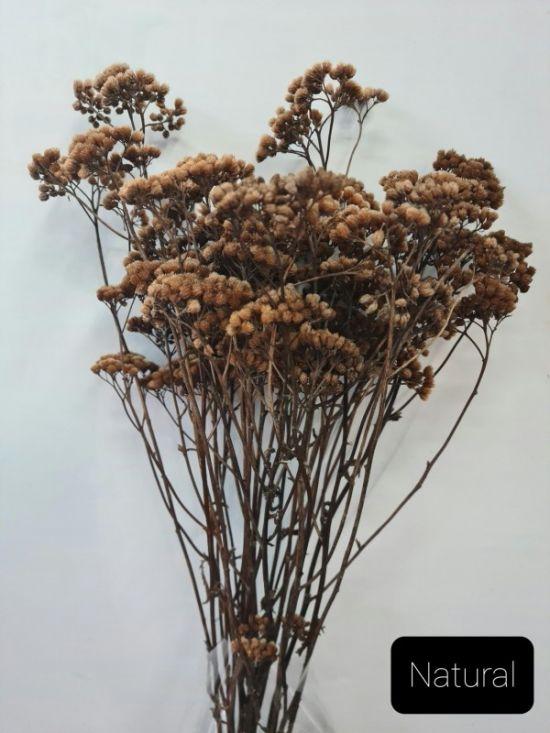 Achillea (Yarrow) - Natural