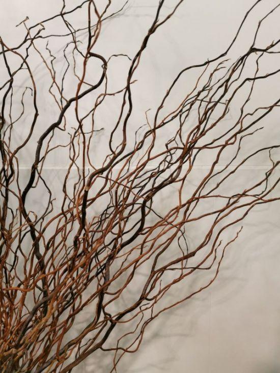 Twisted Willow (dried)