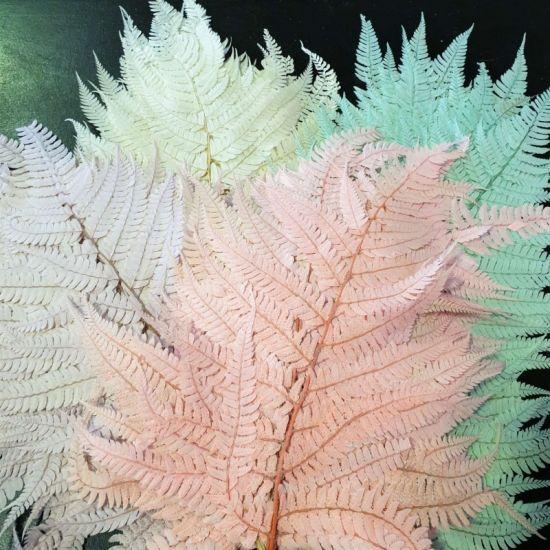Coral Fern - Preserved - Assorted Colours