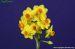 Daffodil Soleil d'or
