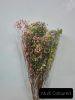 Gypsophila - Multi Coloured