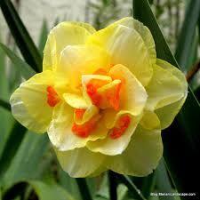 Daffodil Double