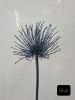 Agapanthus Dried - Blue