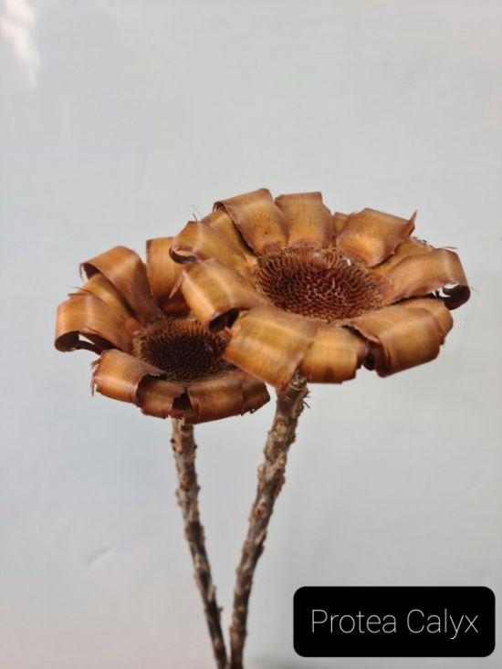 Protea Calyx Dried - Natural