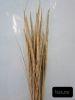 Marram Grass - Natural